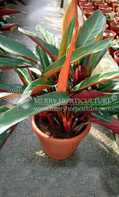 Stromanthe Sanguinea 3